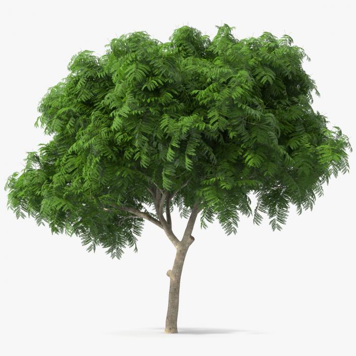 3D Peltophorum Pterocarpum Tree model