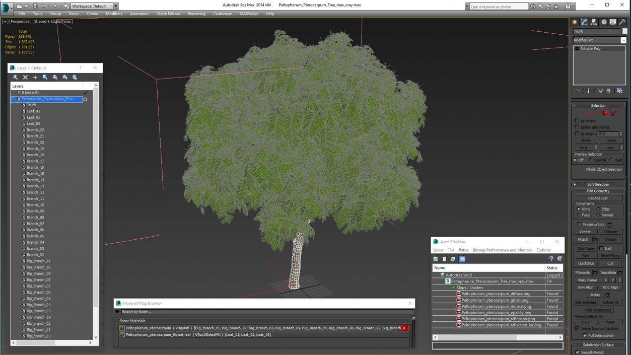 3D Peltophorum Pterocarpum Tree model