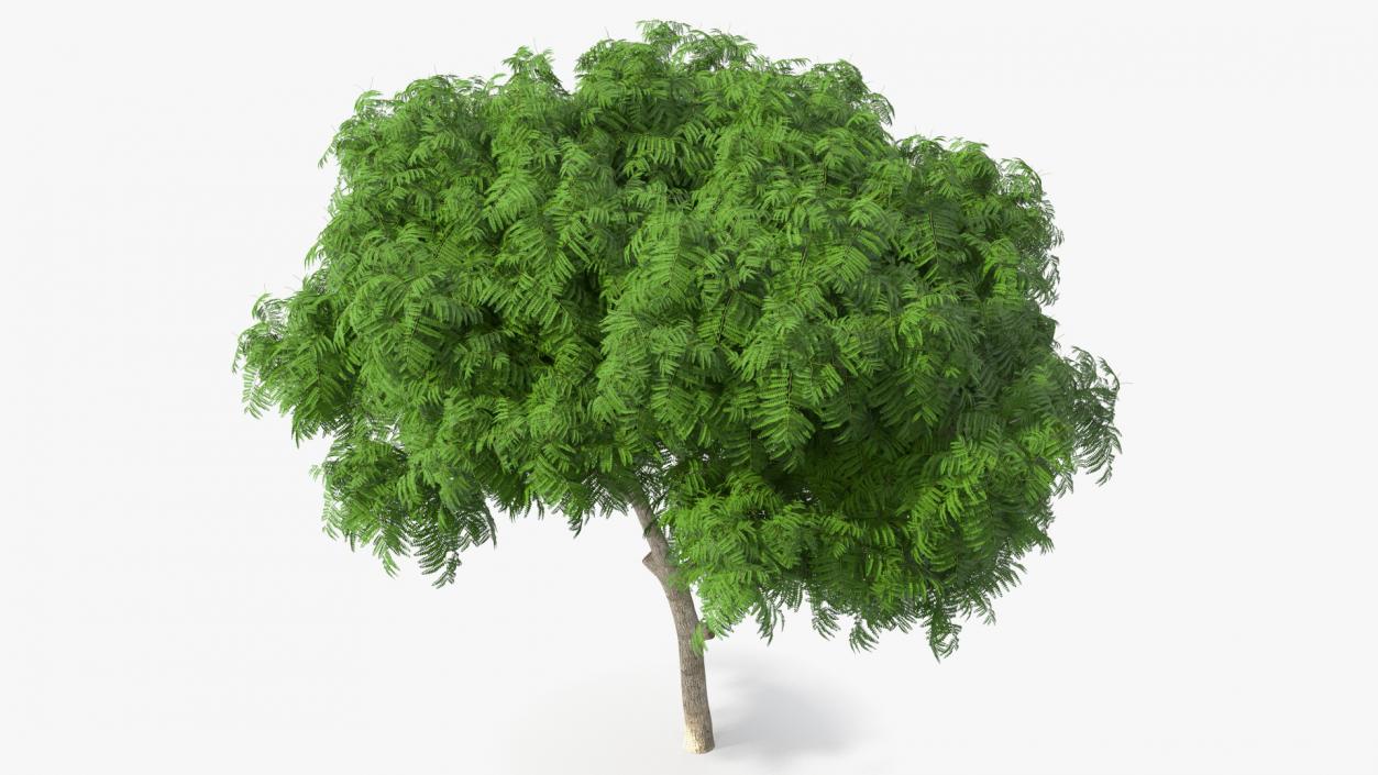 3D Peltophorum Pterocarpum Tree model