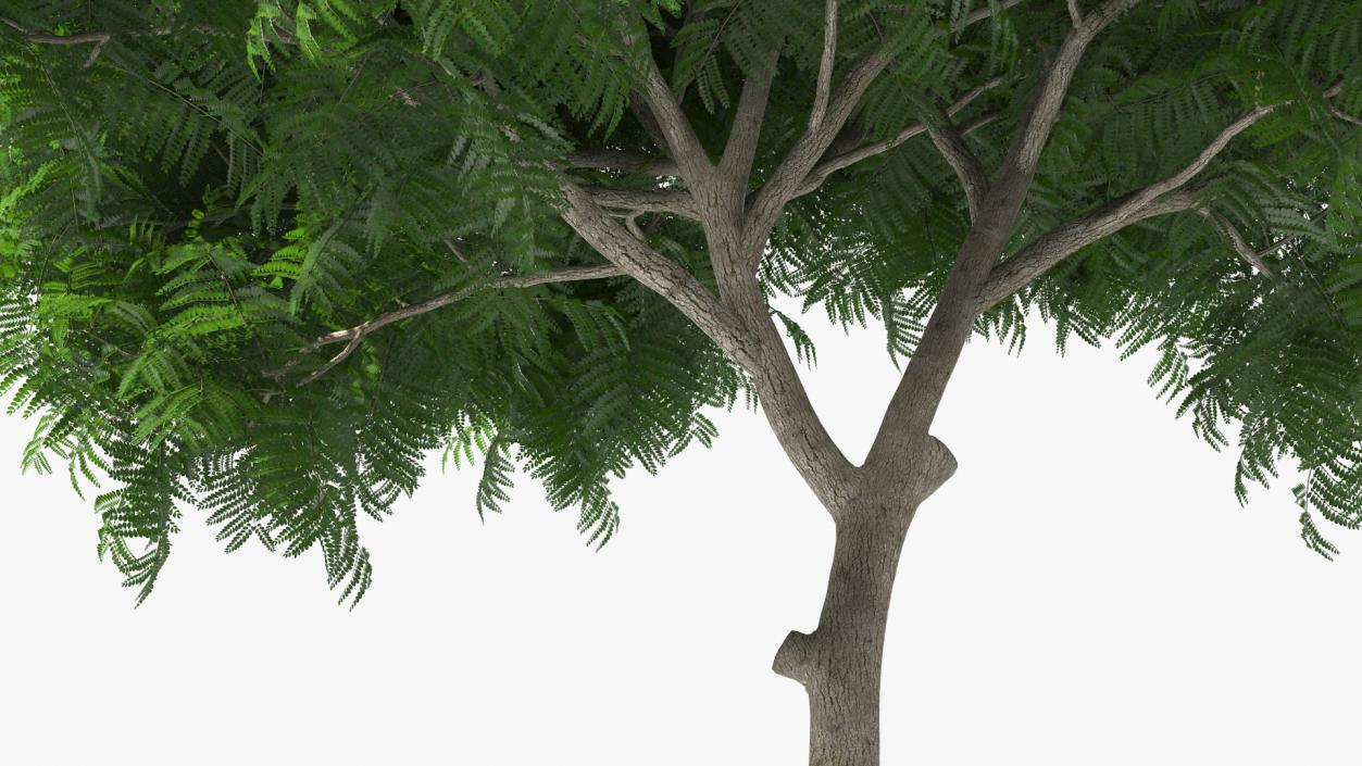 3D Peltophorum Pterocarpum Tree model