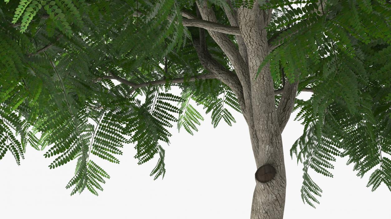 3D Peltophorum Pterocarpum Tree model