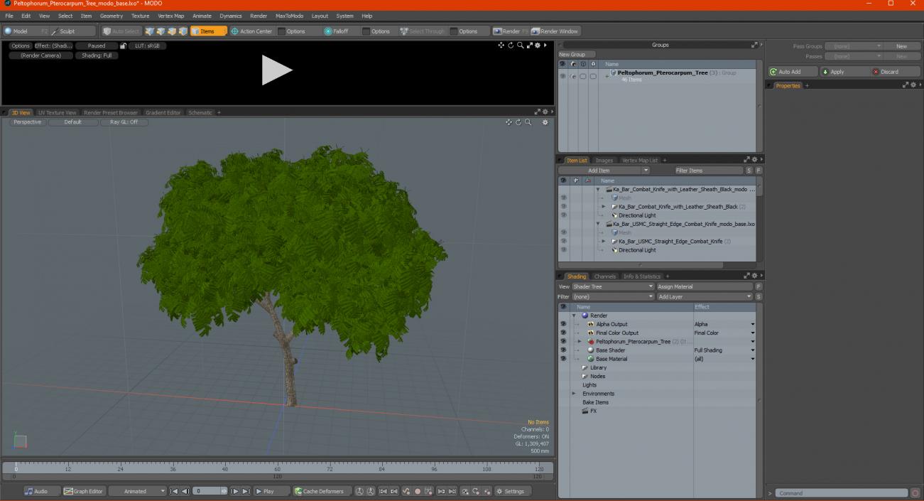 3D Peltophorum Pterocarpum Tree model