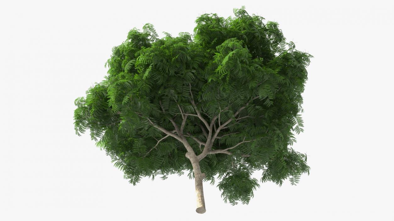 3D Peltophorum Pterocarpum Tree model