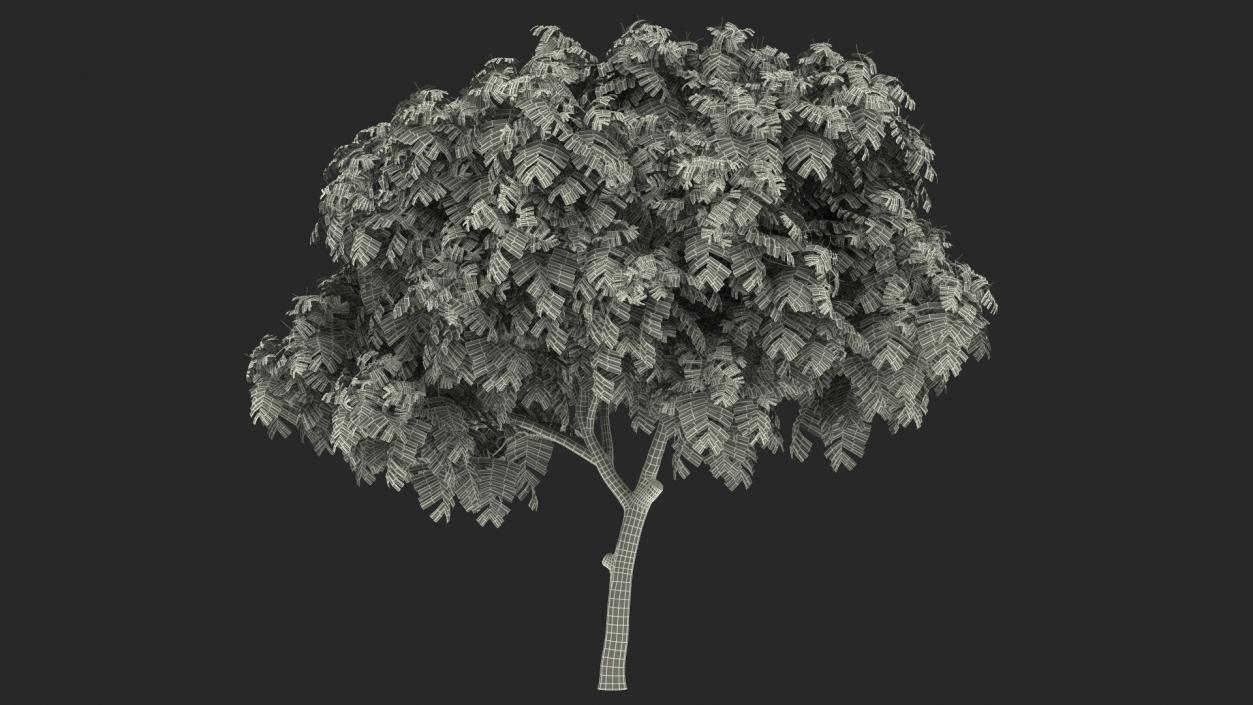 3D Peltophorum Pterocarpum Tree model