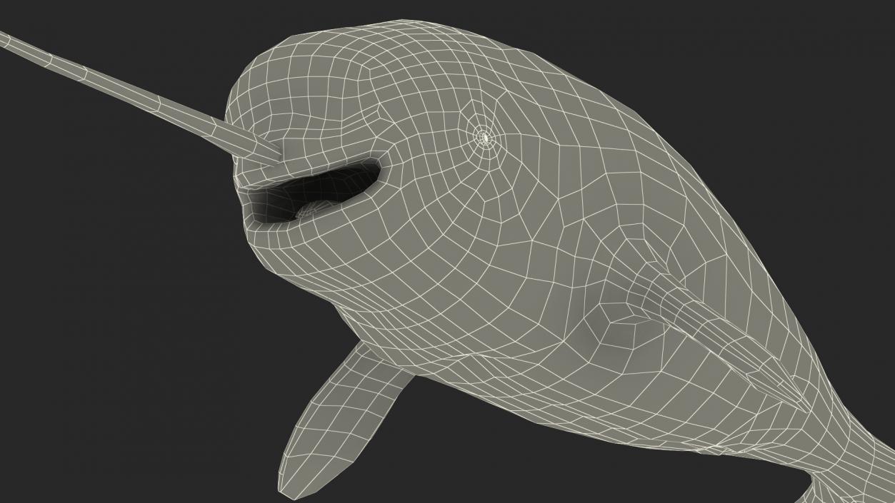 3D Narwhal Toothed Whale