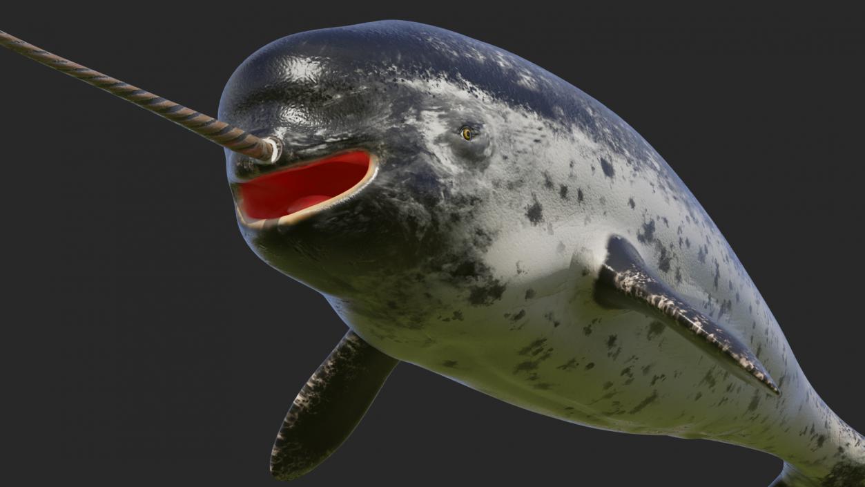 3D Narwhal Toothed Whale