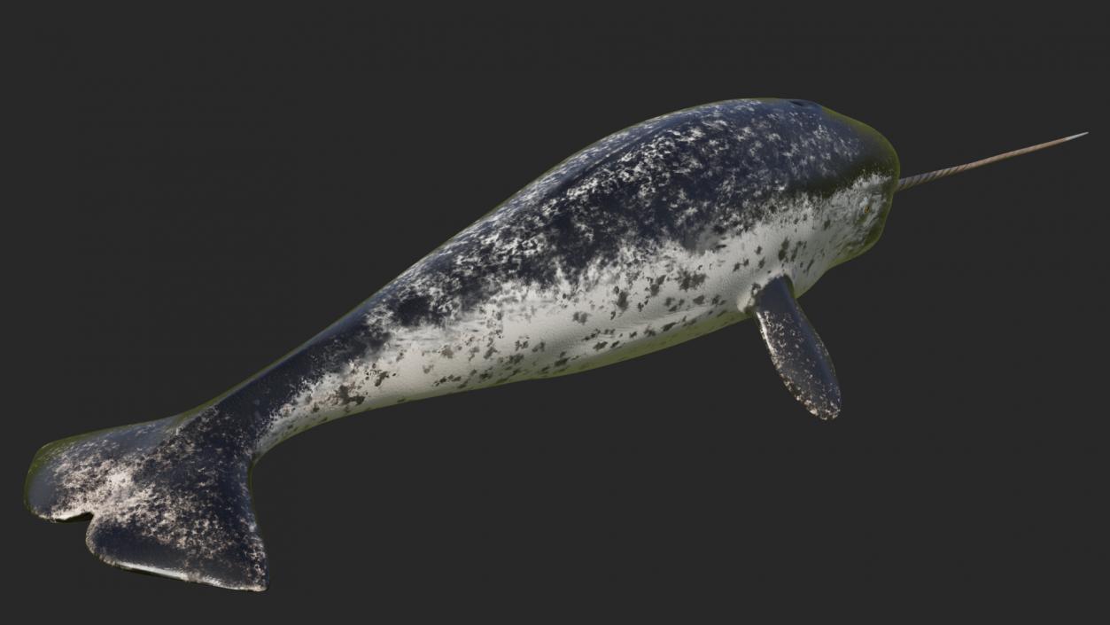 3D Narwhal Toothed Whale