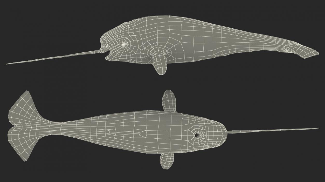 3D Narwhal Toothed Whale