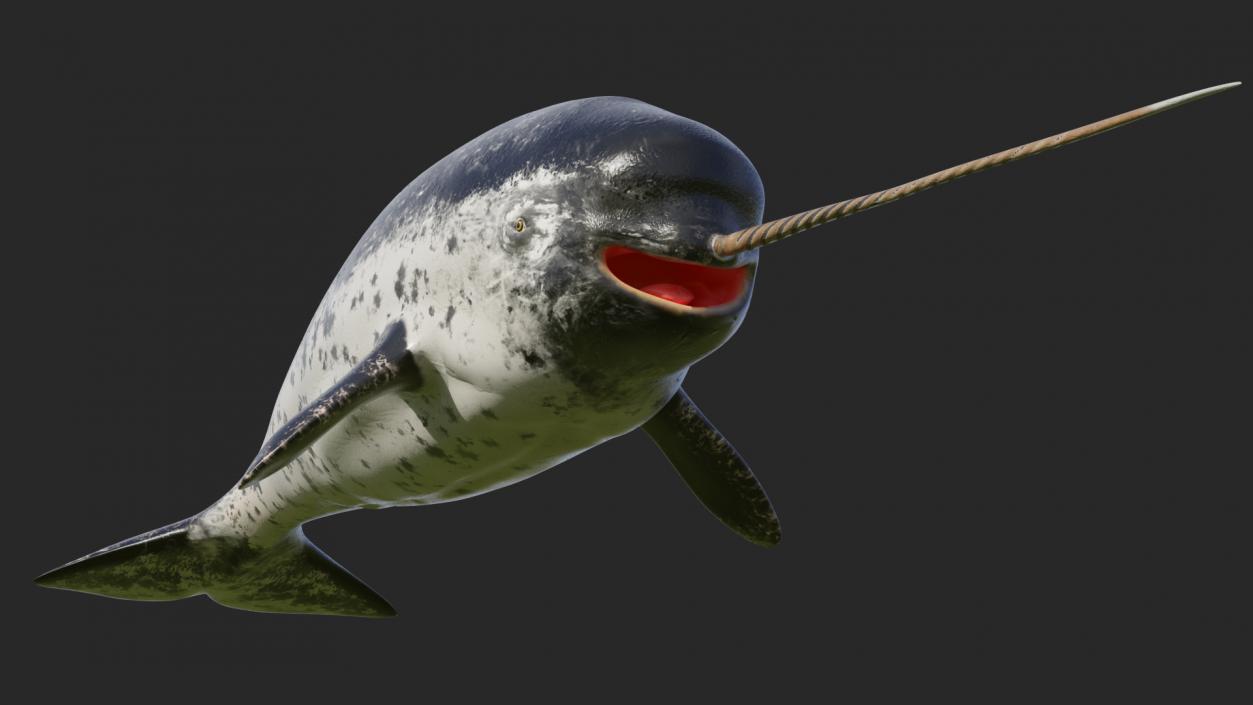 3D Narwhal Toothed Whale