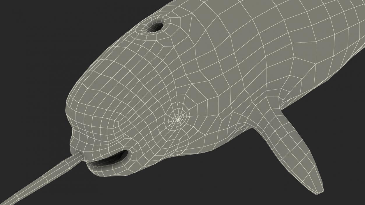 3D Narwhal Toothed Whale