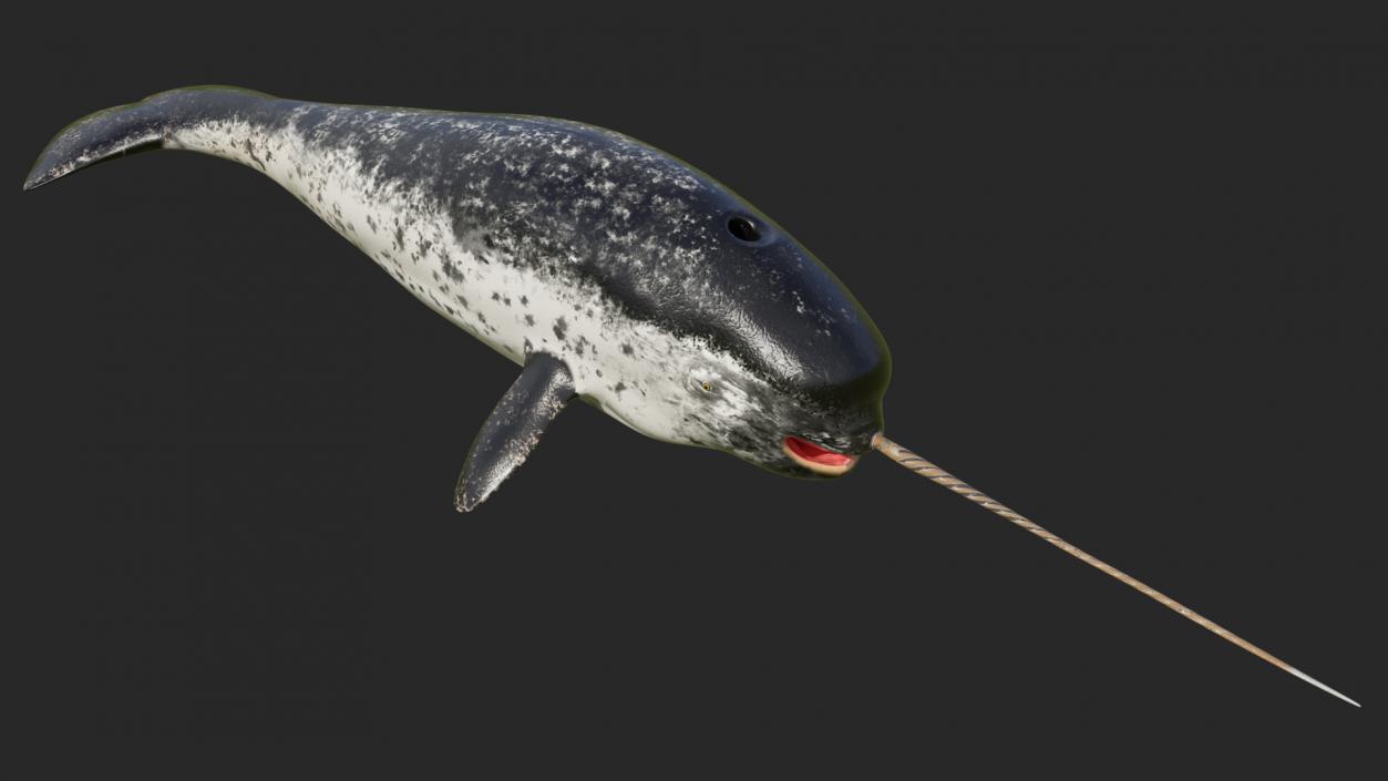 3D Narwhal Toothed Whale