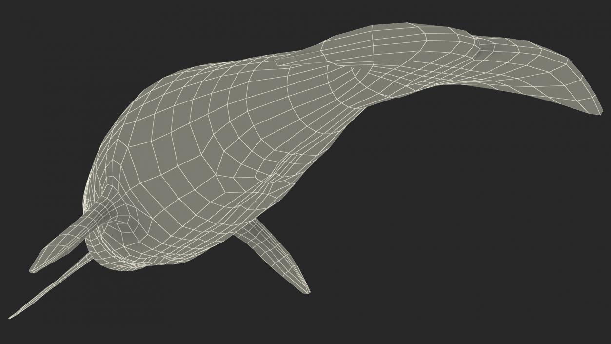 3D Narwhal Toothed Whale