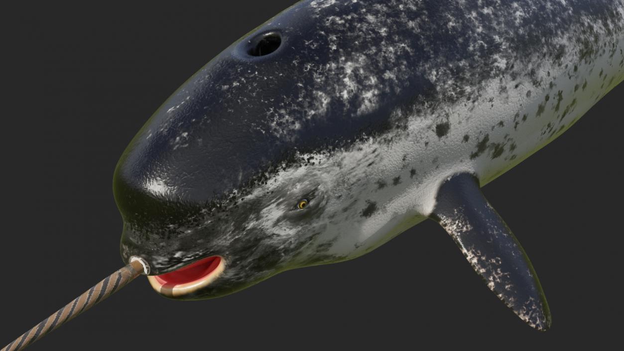 3D Narwhal Toothed Whale