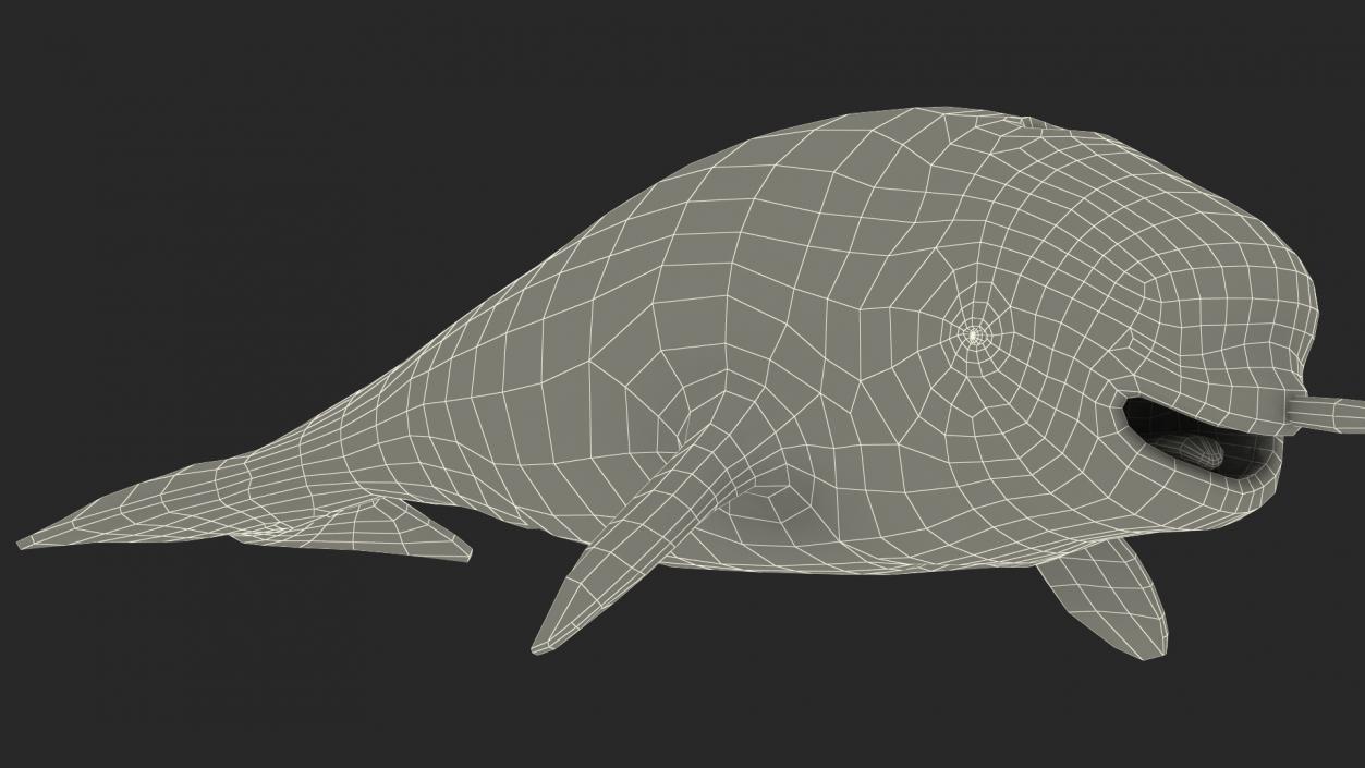 3D Narwhal Toothed Whale