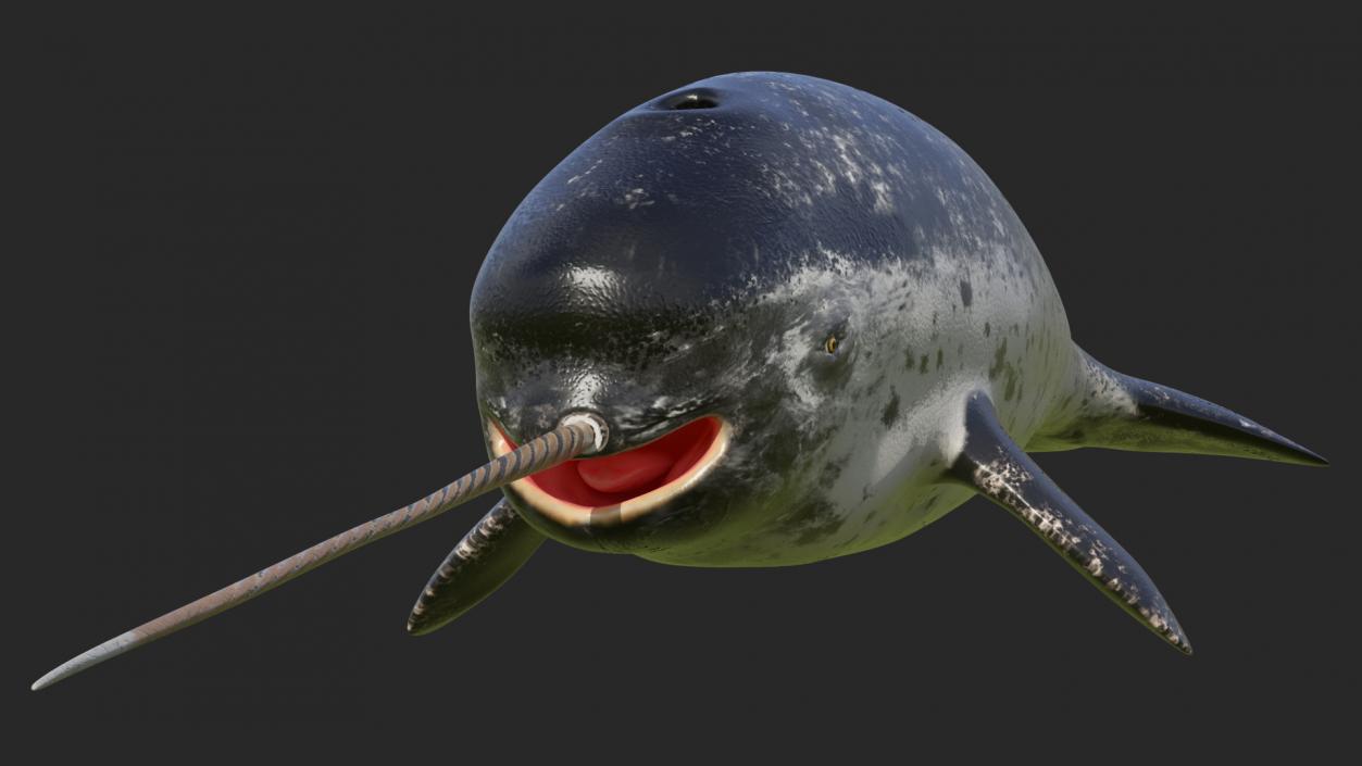 3D Narwhal Toothed Whale