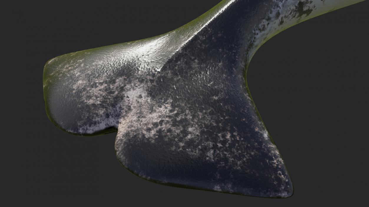 3D Narwhal Toothed Whale