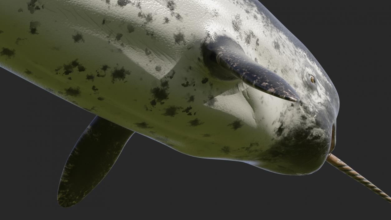 3D Narwhal Toothed Whale