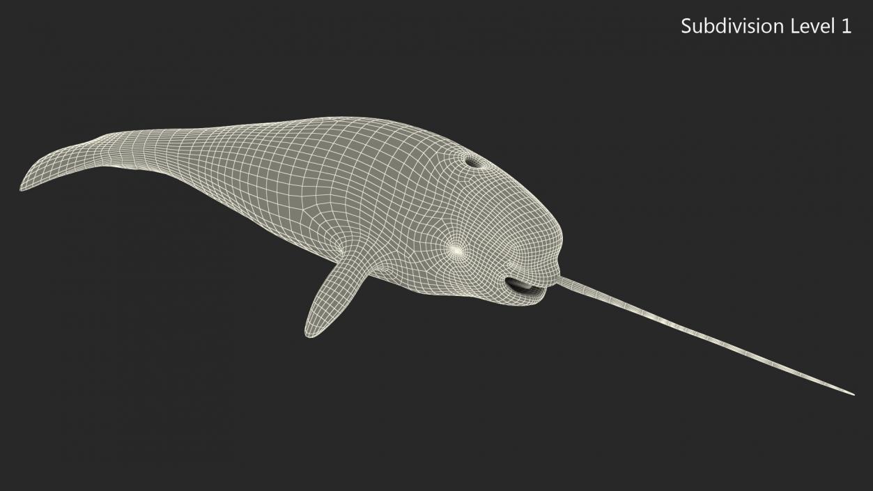 3D Narwhal Toothed Whale