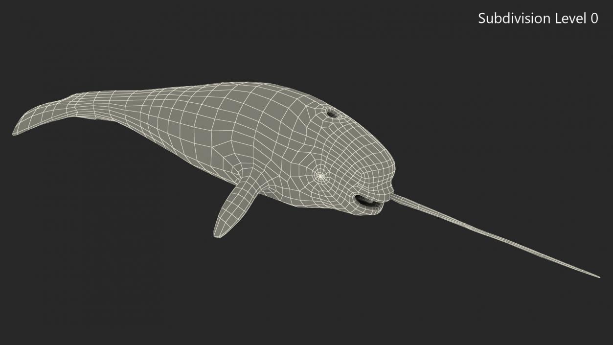 3D Narwhal Toothed Whale