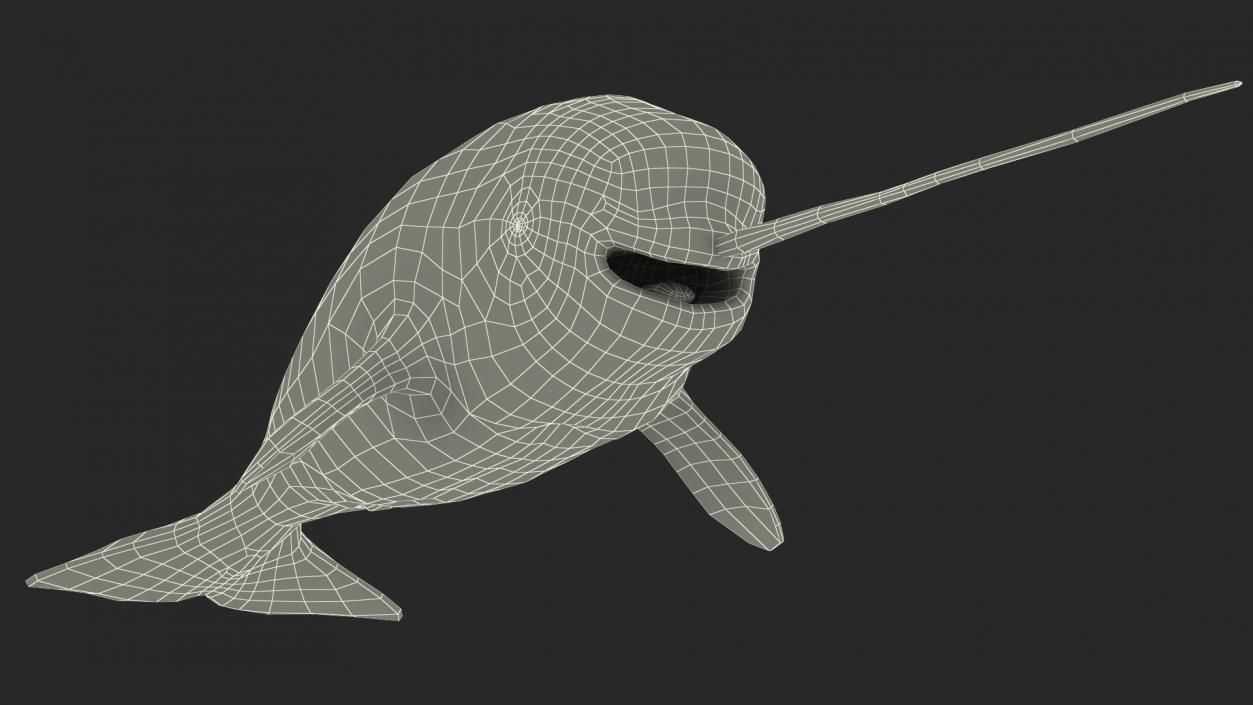 3D Narwhal Toothed Whale