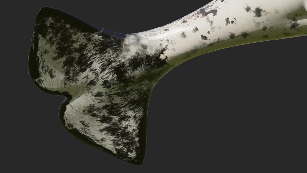 3D Narwhal Toothed Whale