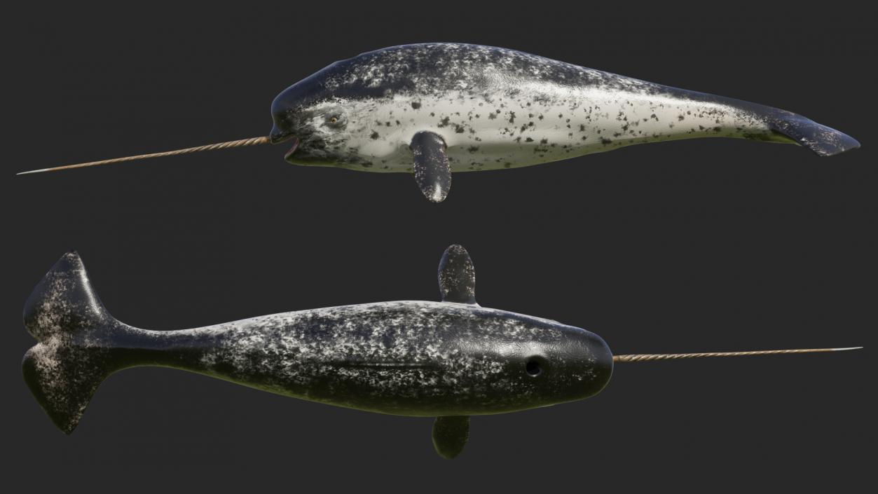 3D Narwhal Toothed Whale