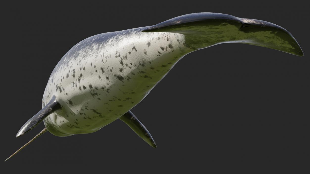 3D Narwhal Toothed Whale