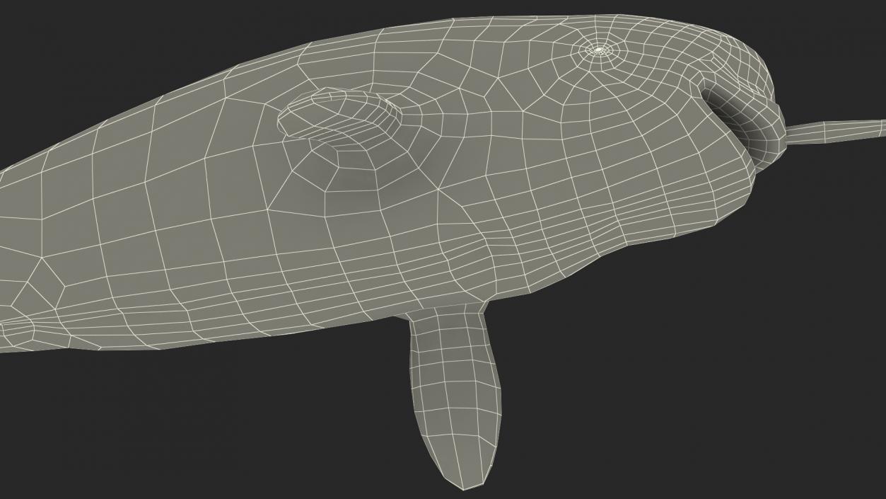 3D Narwhal Toothed Whale