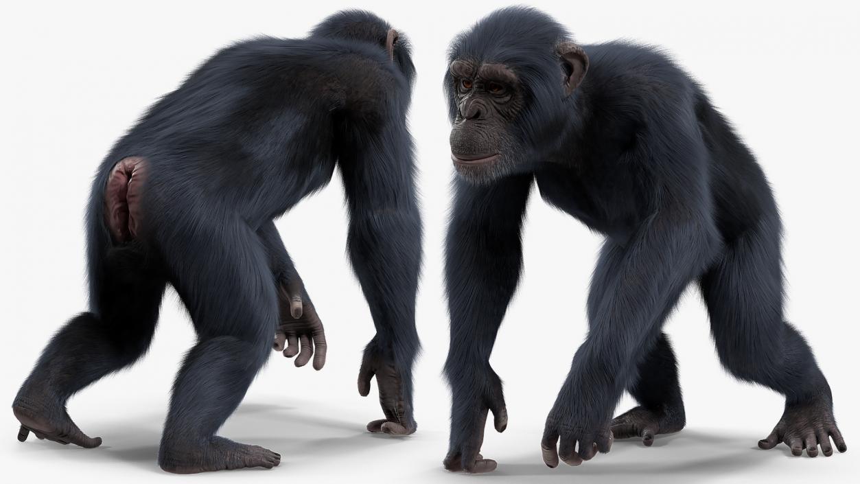 3D Animated Chimpanzee Running Dark Skin Fur Rigged model