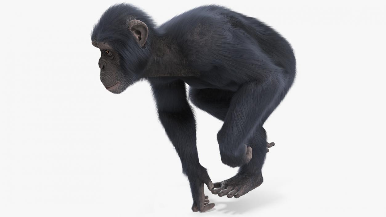 3D Animated Chimpanzee Running Dark Skin Fur Rigged model