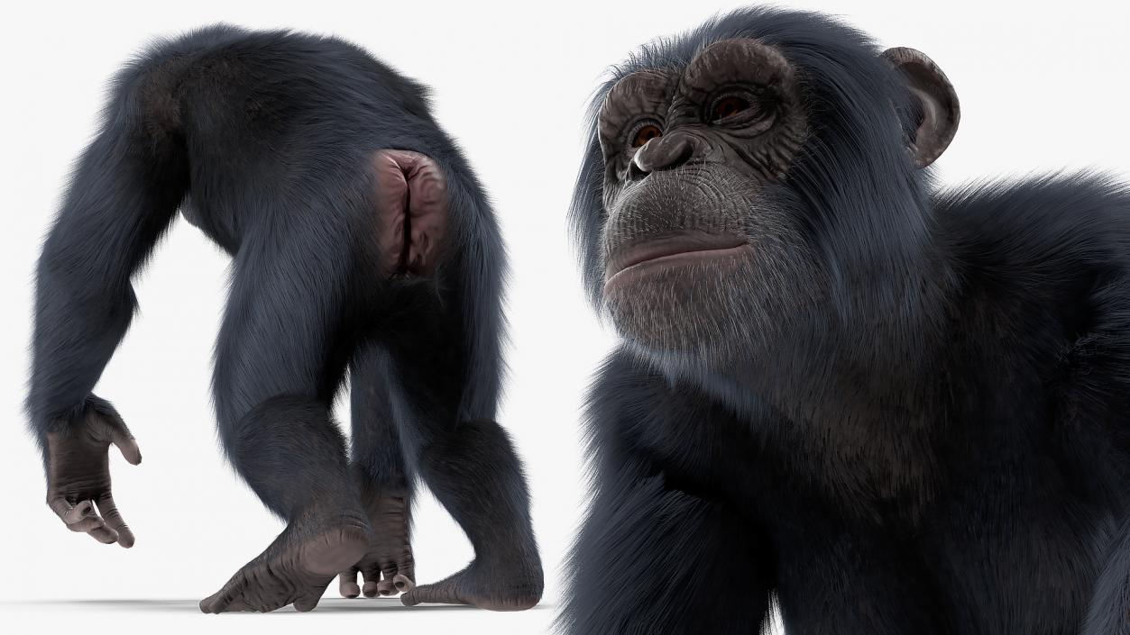 3D Animated Chimpanzee Running Dark Skin Fur Rigged model