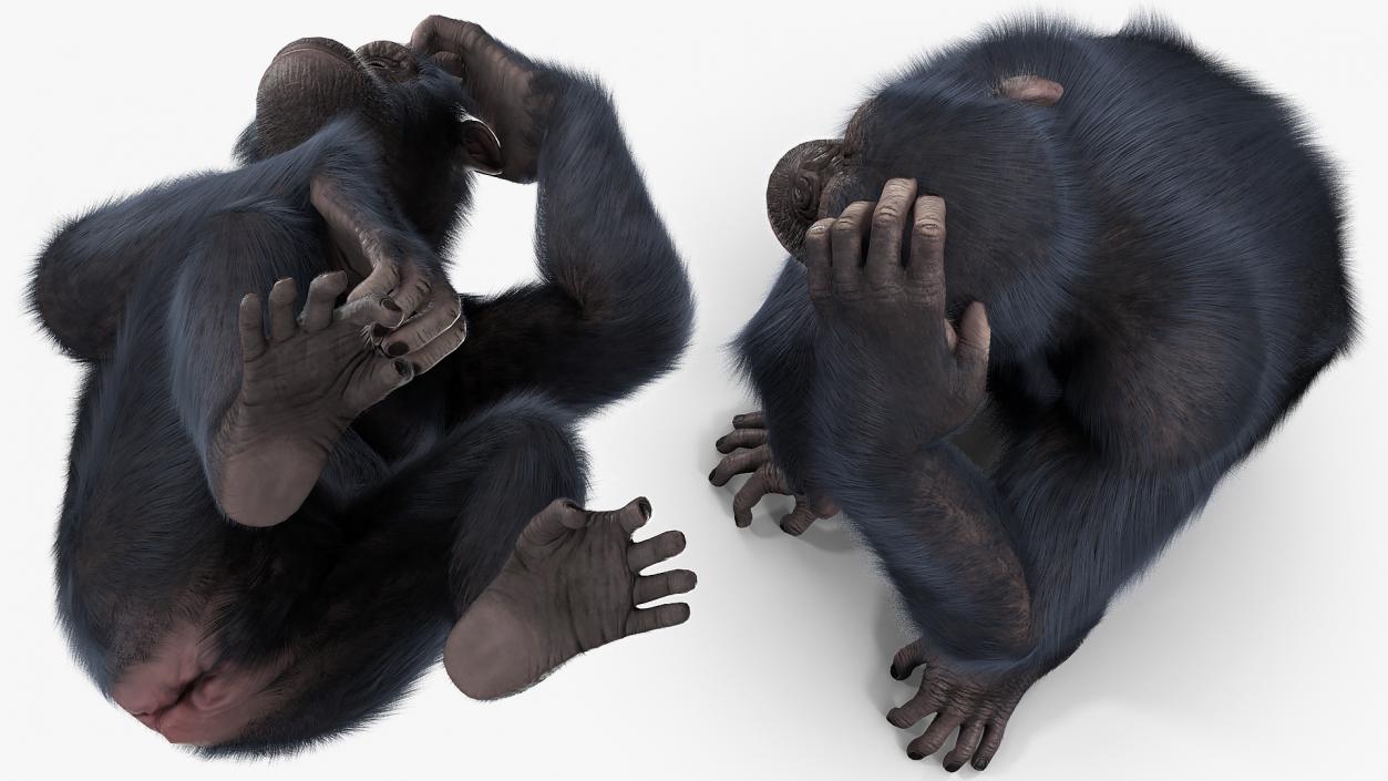 3D Animated Chimpanzee Running Dark Skin Fur Rigged model