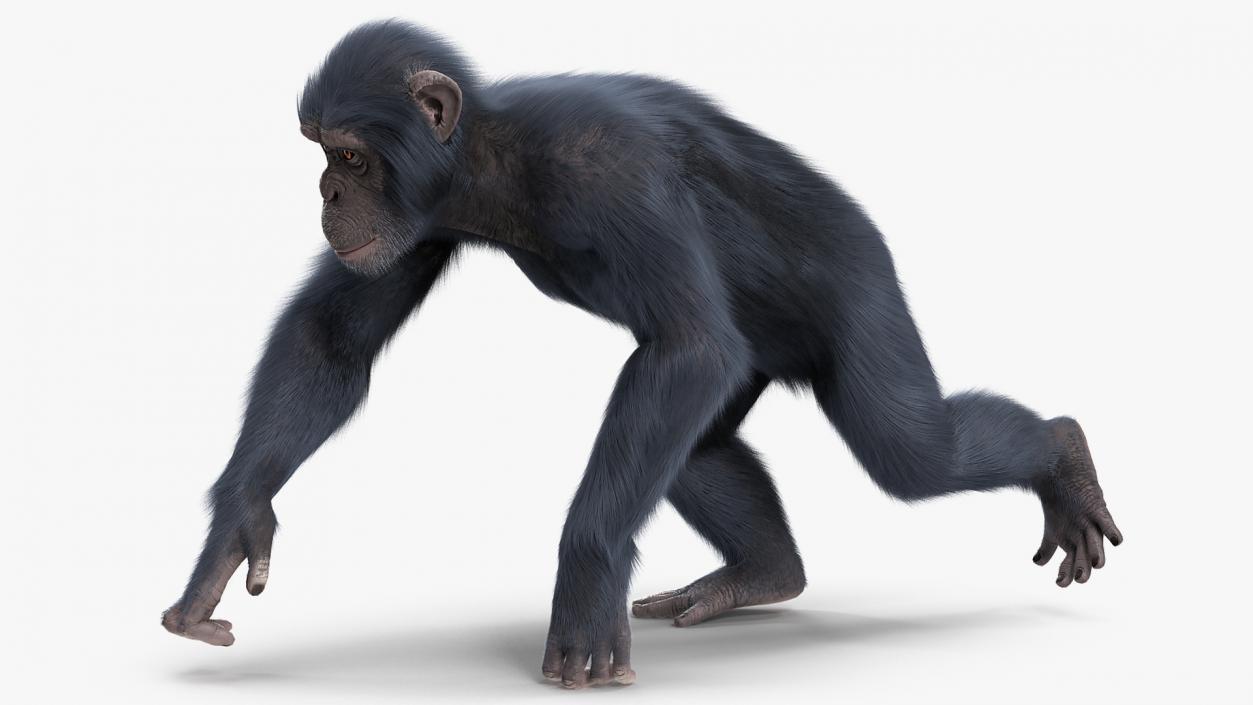 3D Animated Chimpanzee Running Dark Skin Fur Rigged model