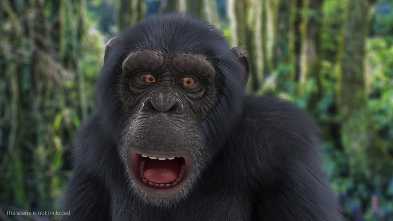 3D Animated Chimpanzee Running Dark Skin Fur Rigged model