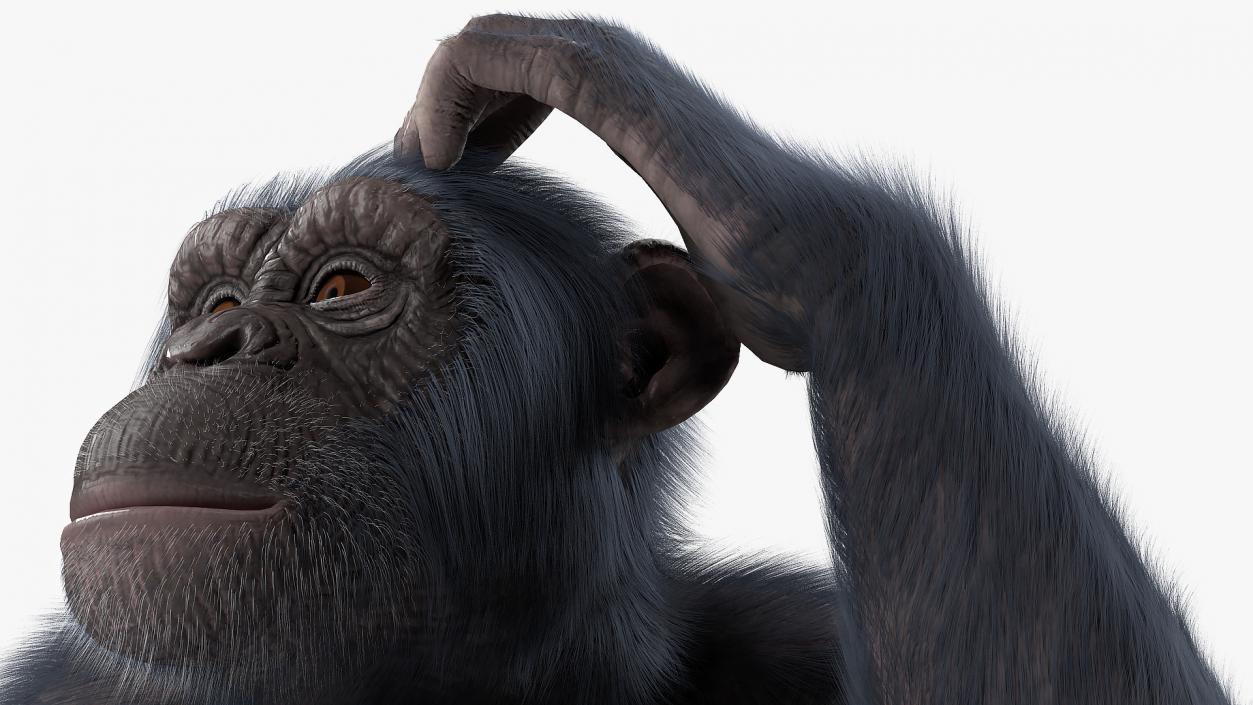 3D Animated Chimpanzee Running Dark Skin Fur Rigged model