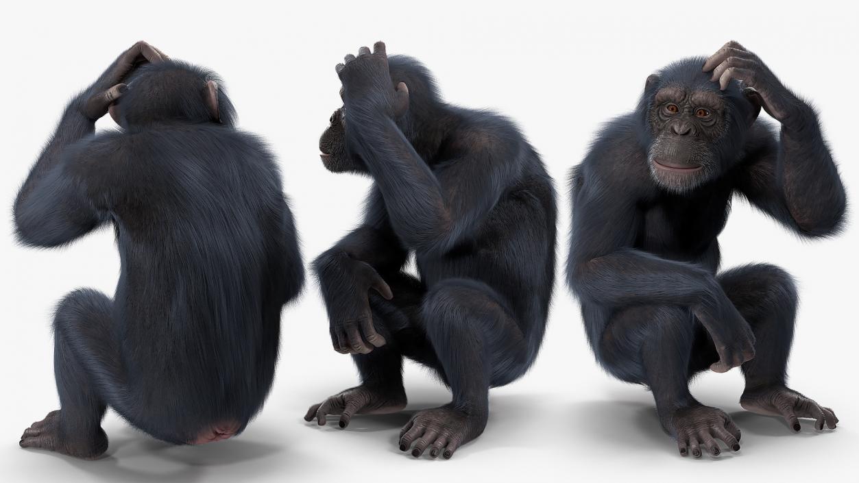 3D Animated Chimpanzee Running Dark Skin Fur Rigged model