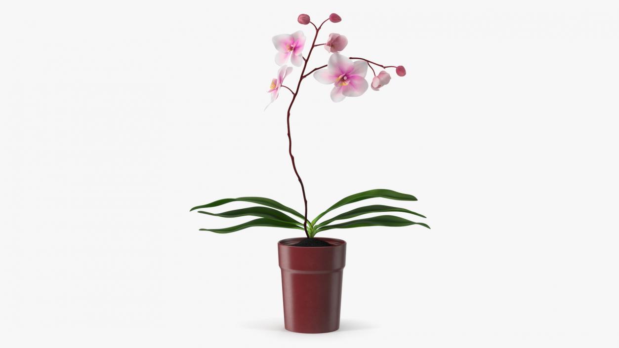 Red Pot Orchid 3D model