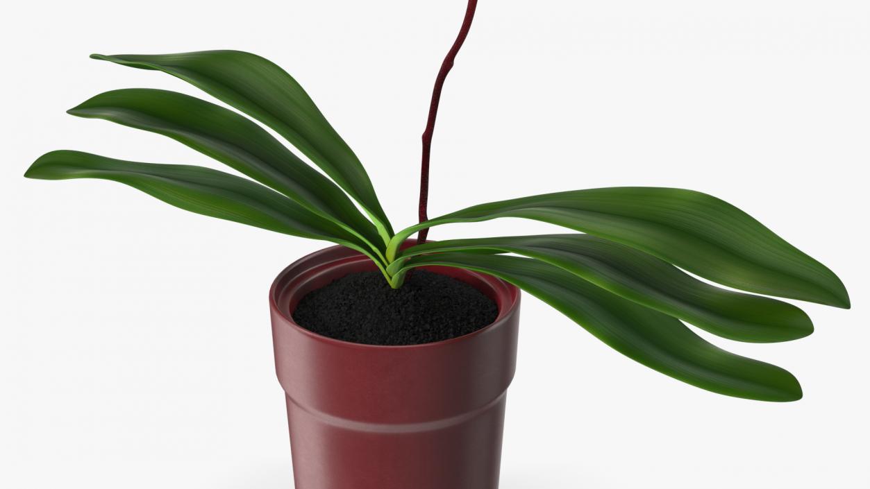 Red Pot Orchid 3D model