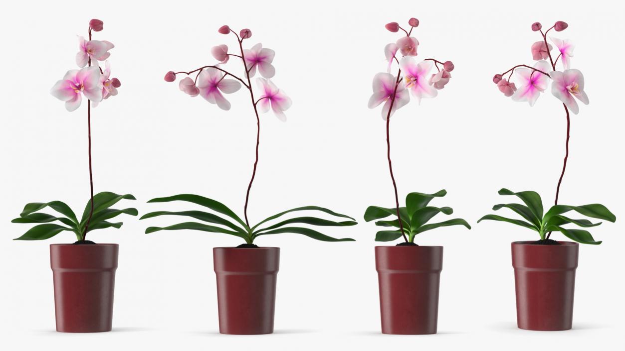 Red Pot Orchid 3D model