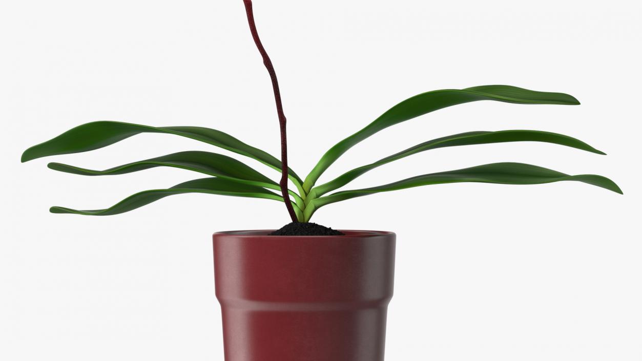 Red Pot Orchid 3D model