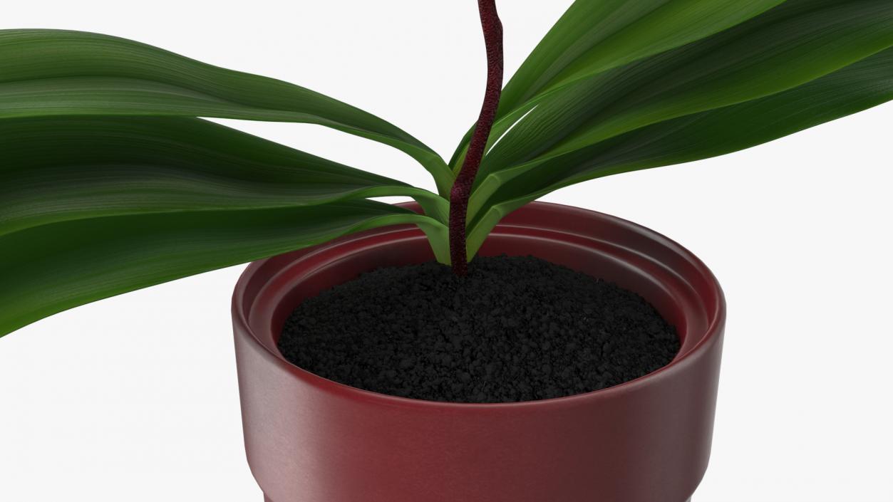 Red Pot Orchid 3D model