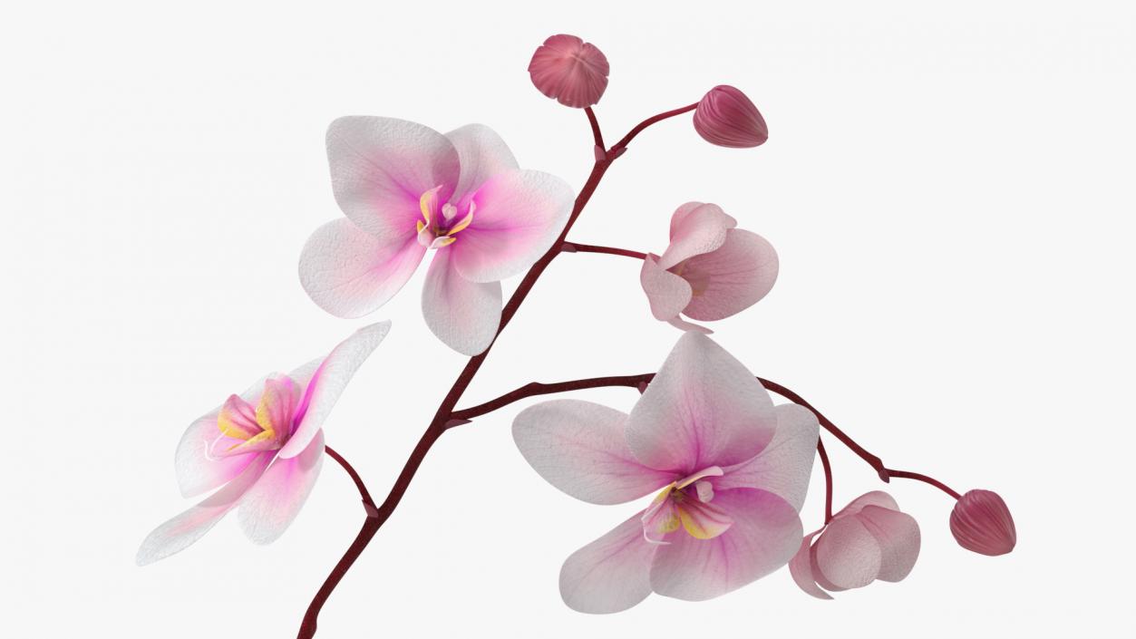 Red Pot Orchid 3D model