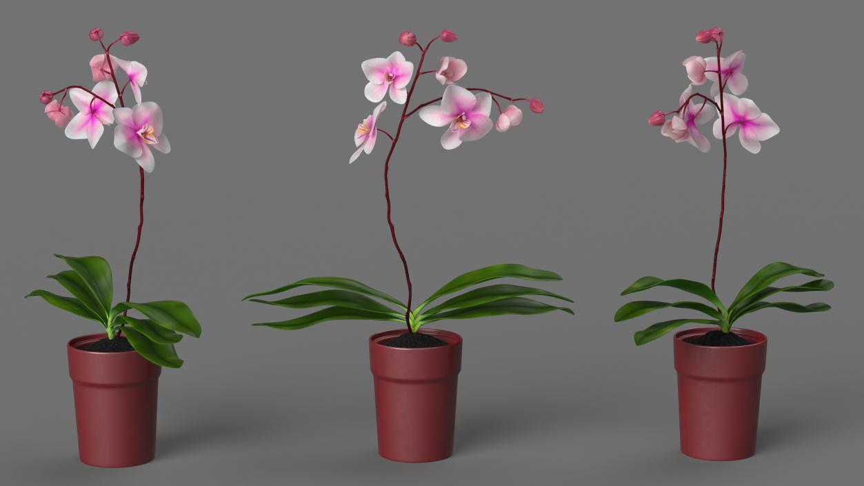 Red Pot Orchid 3D model