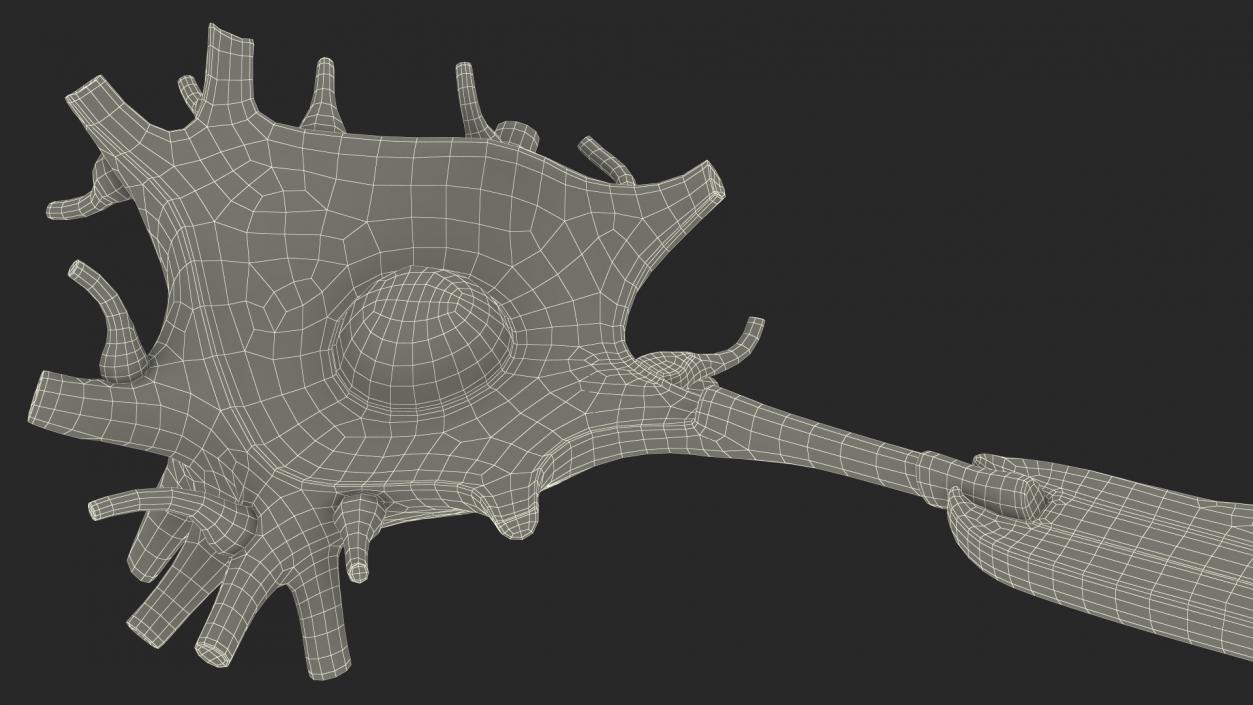 3D model Human Brain Neuron Cross-Section Plastic