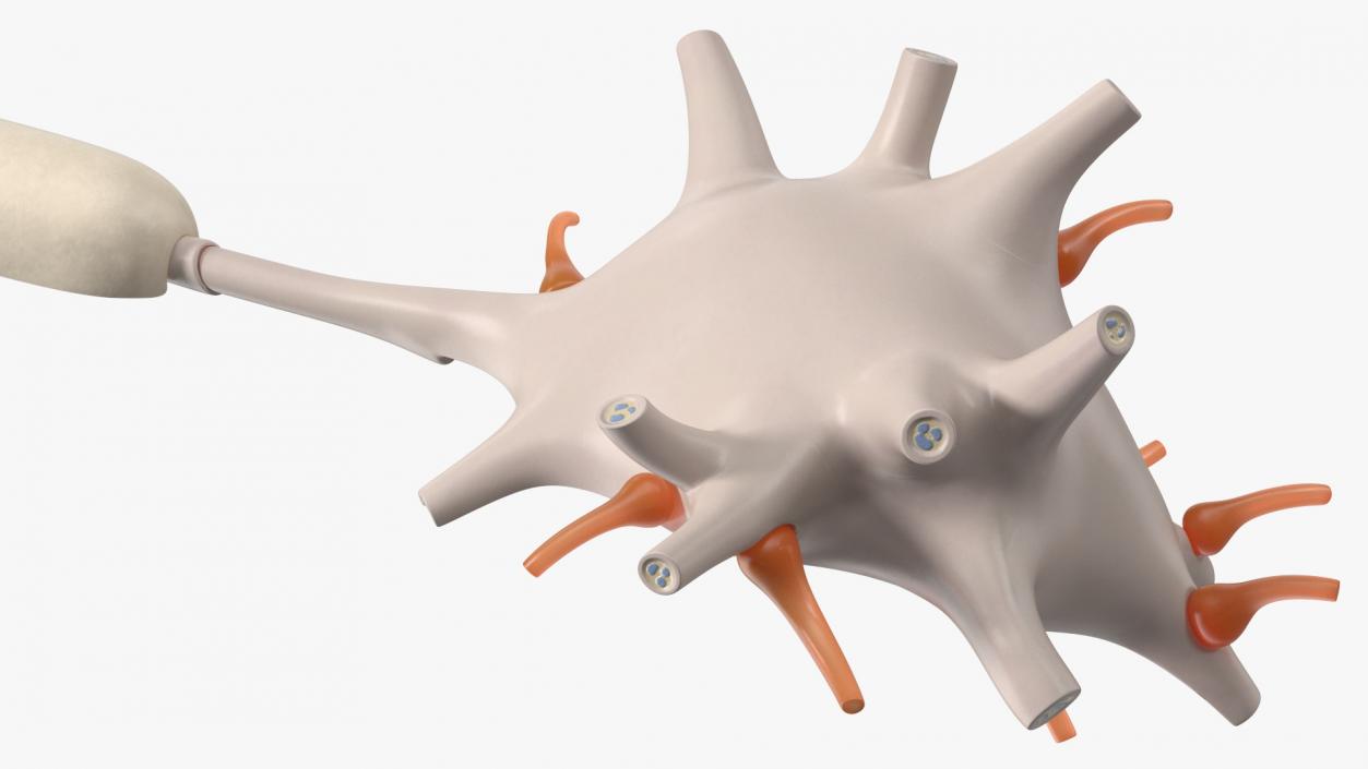 3D model Human Brain Neuron Cross-Section Plastic