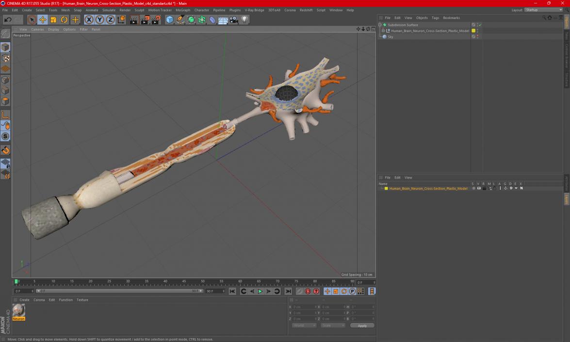 3D model Human Brain Neuron Cross-Section Plastic