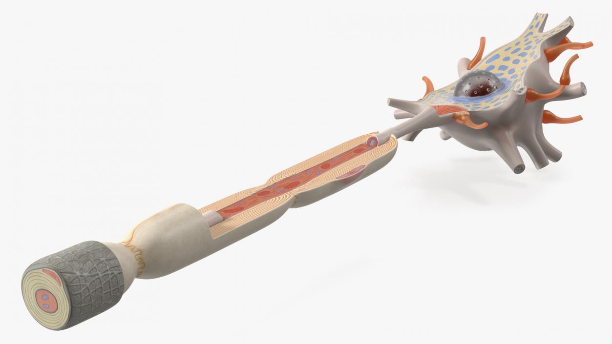 3D model Human Brain Neuron Cross-Section Plastic