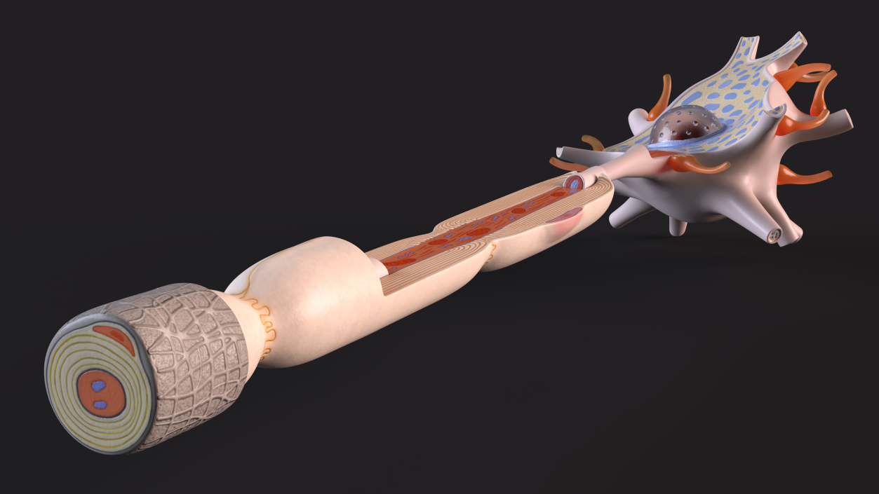 3D model Human Brain Neuron Cross-Section Plastic