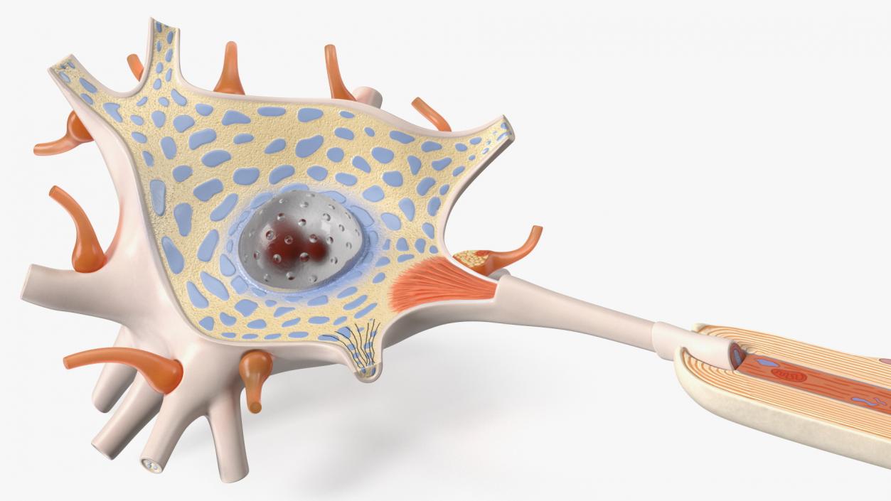 3D model Human Brain Neuron Cross-Section Plastic