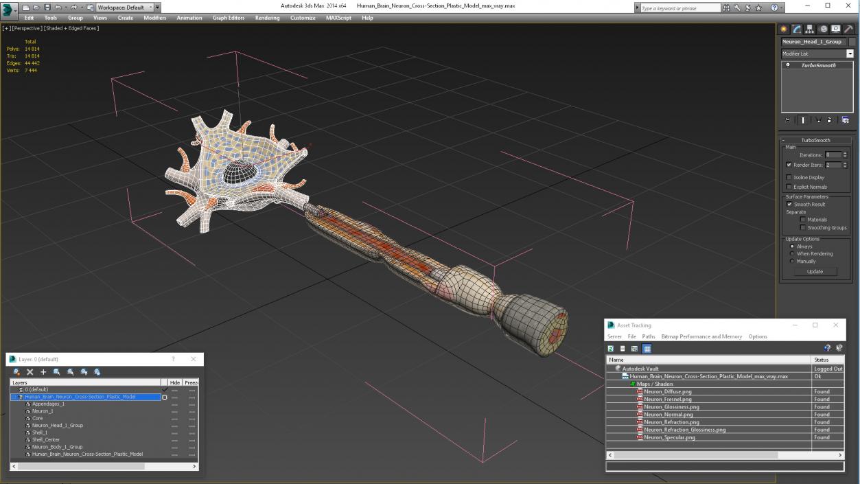 3D model Human Brain Neuron Cross-Section Plastic